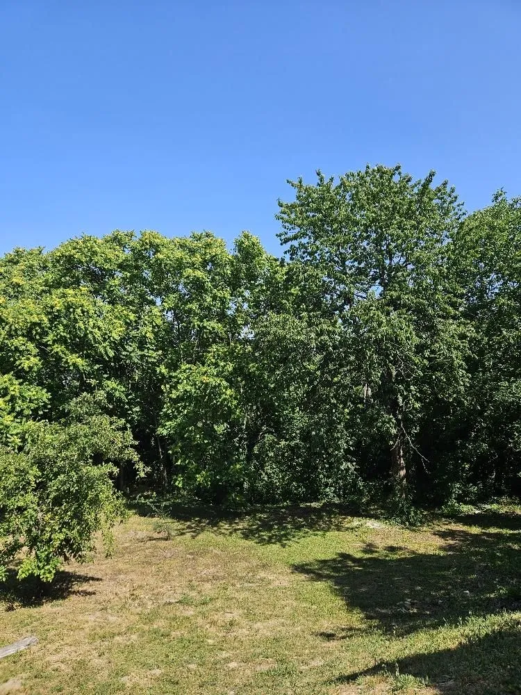 Prodaja, plac, 5000m², Stari Slankamen, Inđija