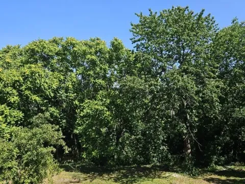 Sale, land lot, 5000m², Stari Slankamen, Inđija - image 9