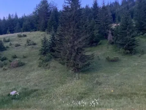 Prodaja, plac, 15531m², Krš, Žabljak - image 7