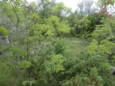 Prodaja, plac, 598m², Luštica, Herceg Novi - image 5