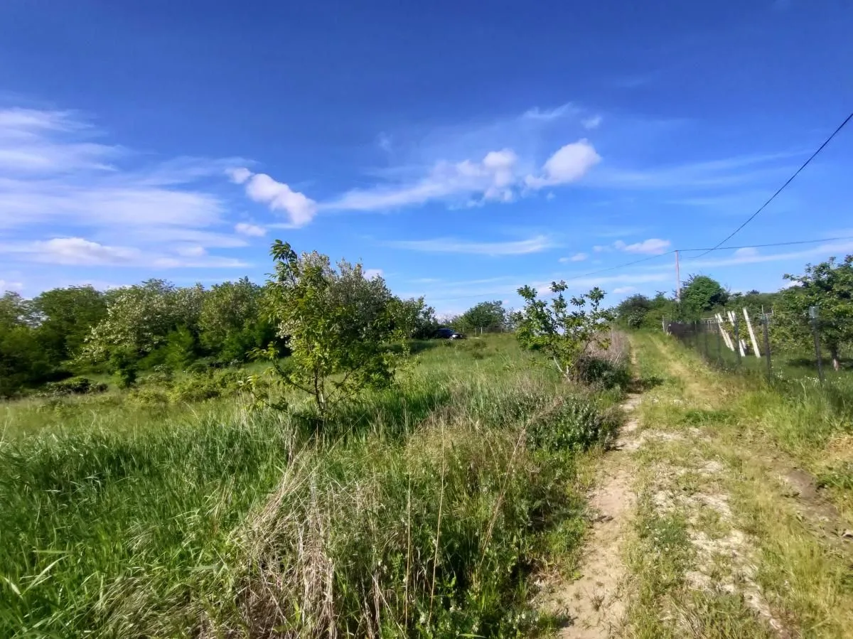 Prodaja, plac, 5000m², Ledinci, Petrovaradin