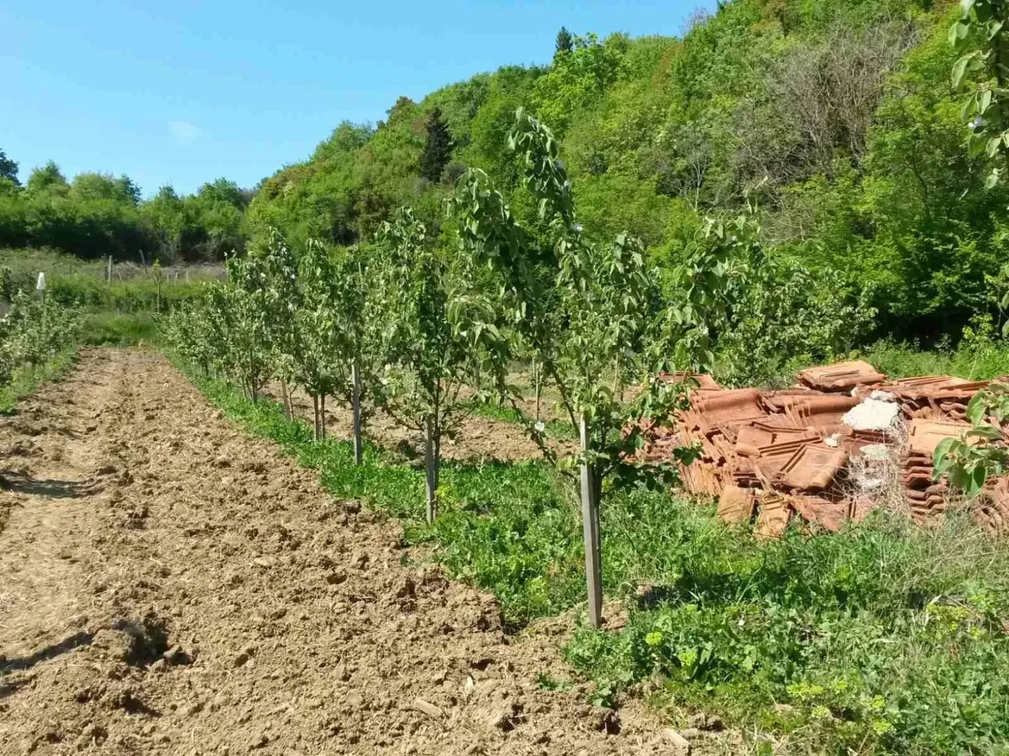 Poljoprivredno zemljište sa zasađenim mladim voćkama.