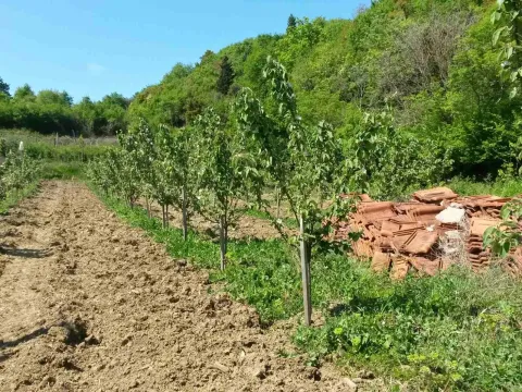 Poljoprivredno zemljište sa zasađenim mladim voćkama. - image 7