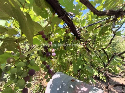 Prodaja, kuća, 30m², Ledinci, Petrovaradin - image 42