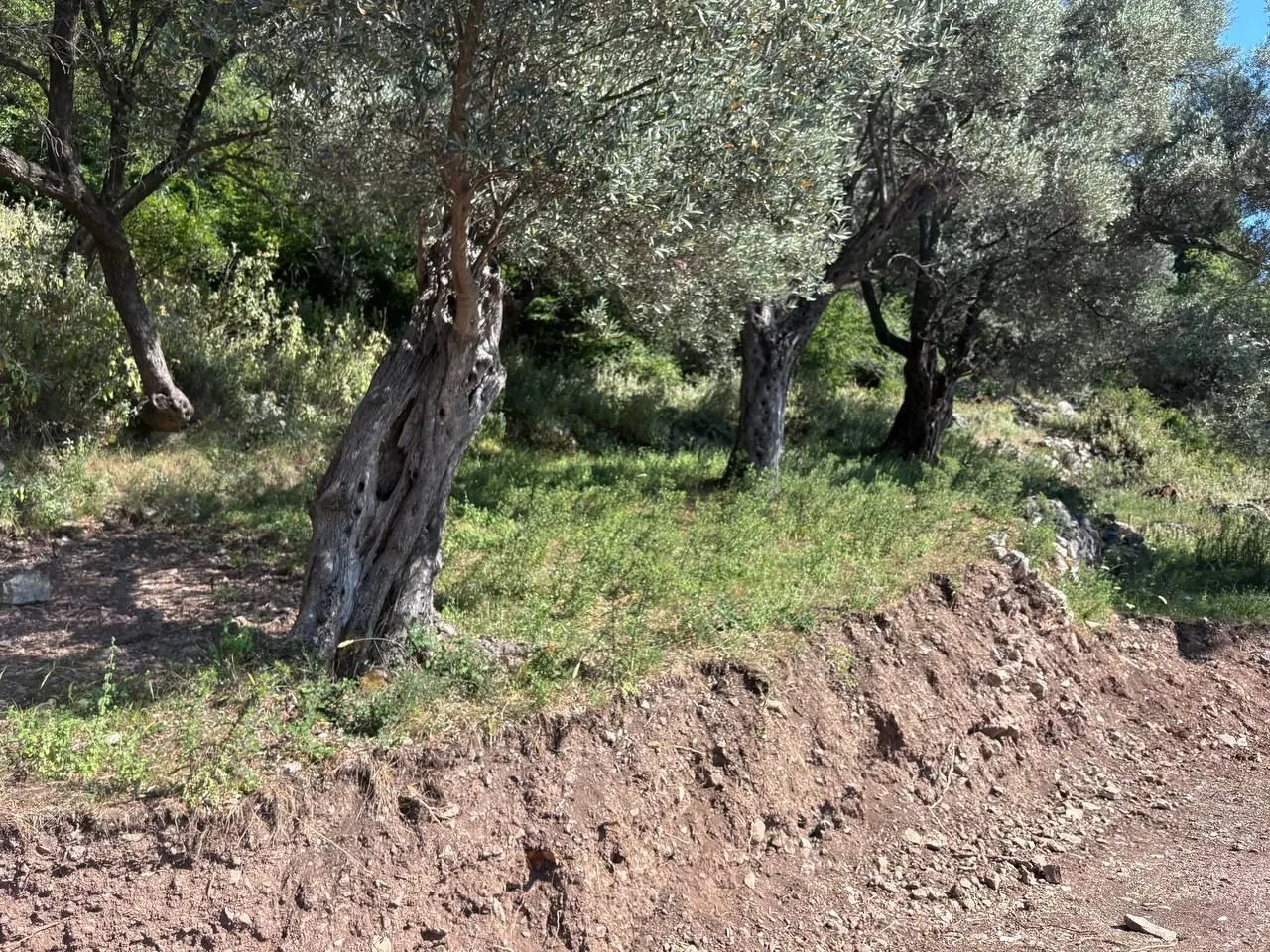 Sale, land lot, 6500m², Centar, Bar