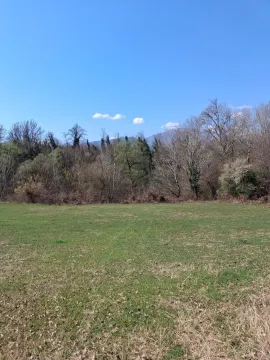 Pogled na zelenu livadu i šumu u pozadini. - image 2