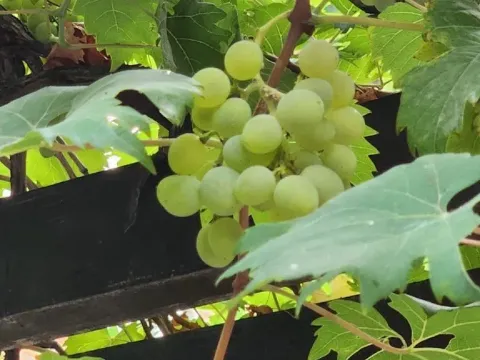 Sale, house, 198m², Šušanj, Bar - image 15