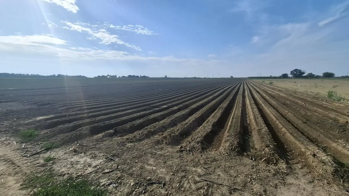 Prodaja, plac, 27500m², Futog, Novi Sad Sve Podlokacije