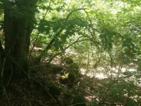 Sale, land lot, 225000m², Padež, Kolašin - image 5