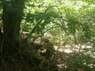 Prodaja, plac, 225000m², Padež, Kolašin - image 5