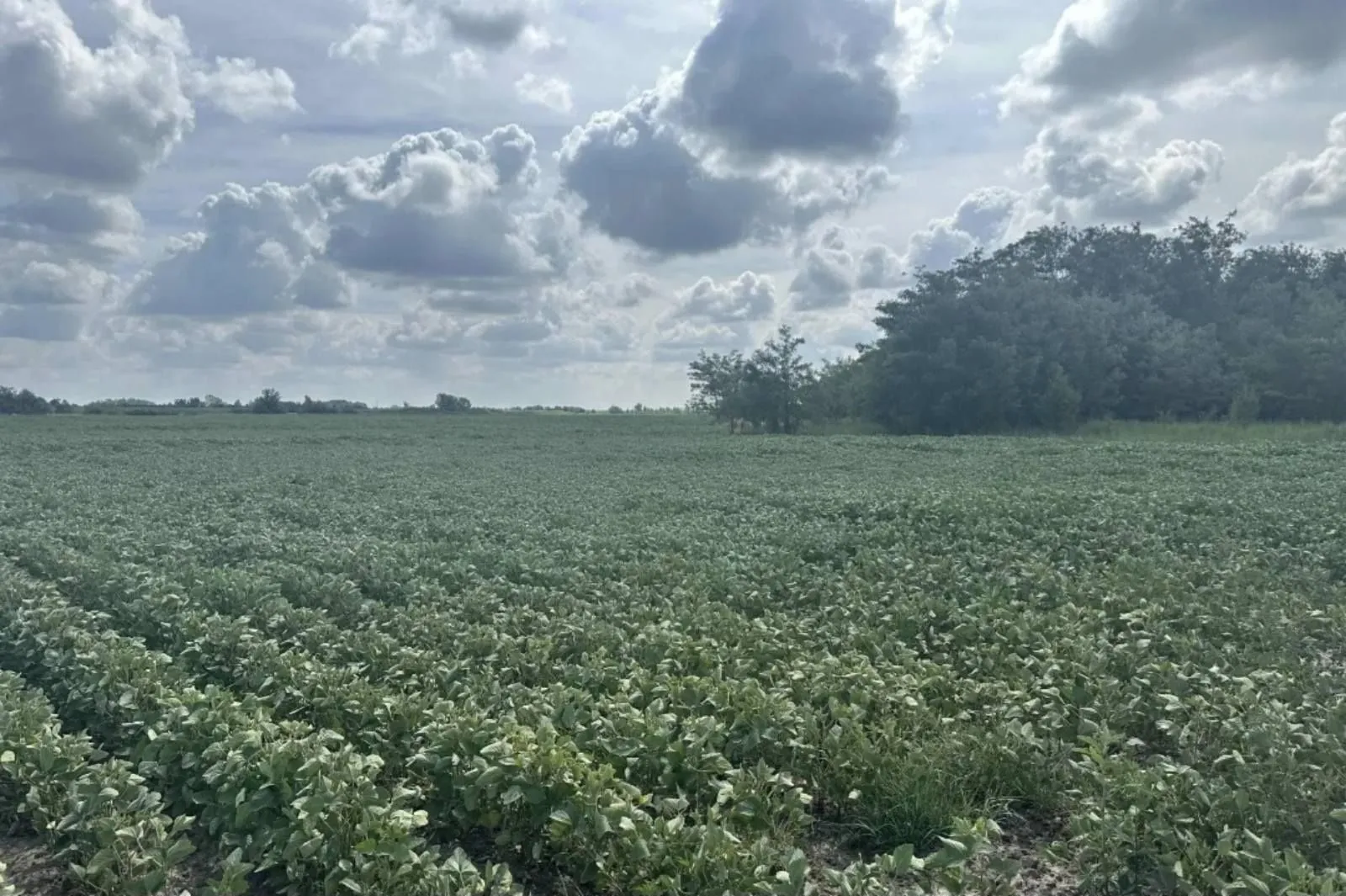 Prodaja, plac, 287732m², Futog, Novi Sad Sve Podlokacije