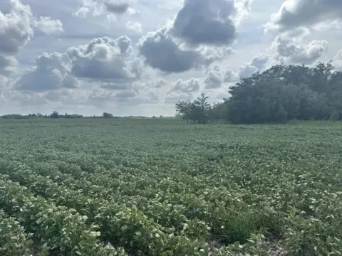 Prodaja, plac, 287732m², Futog, Novi Sad Sve Podlokacije - image 4