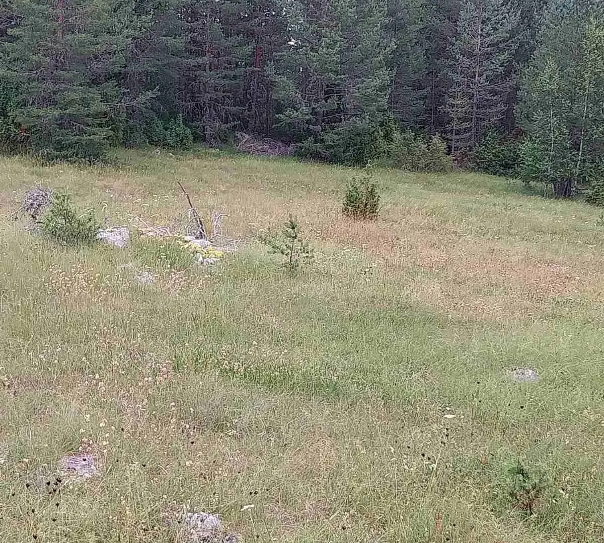 Prodaja, plac, 1600m², Žabljak, Crna Gora