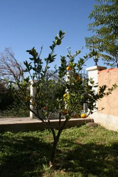Mlado stablo citrusa u dvorištu ispred kapije. - image 3