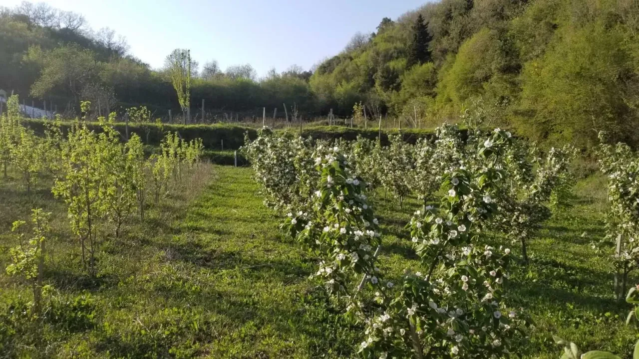 Prodaja, plac, 6000m², Bratica, Ulcinj