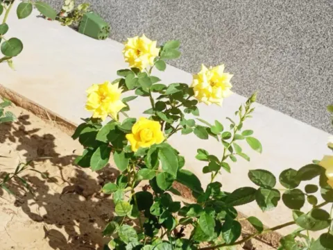 Izdavanje, jednosoban stan, 35m², Golubovci, Podgorica - image 2