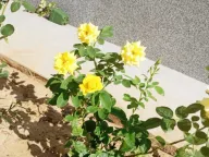 Rent, one bedroom apartment, 35m², Golubovci, Podgorica - image 2