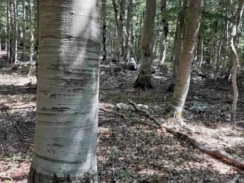 Prodaja, plac, 6368373m², Kotor, Crna Gora - image 3