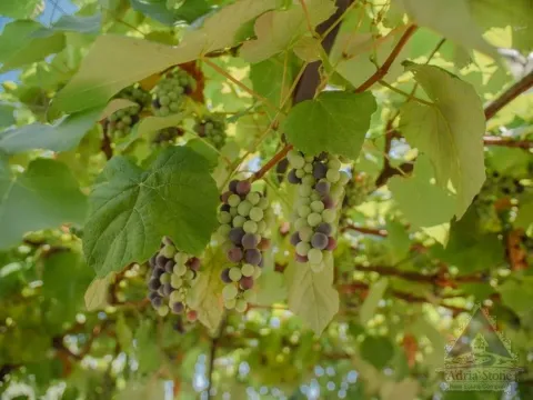 Sale, house, 525m², Radovići, Tivat - image 14