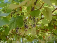 Prodaja, kuća, 525m², Radovići, Tivat - image 14