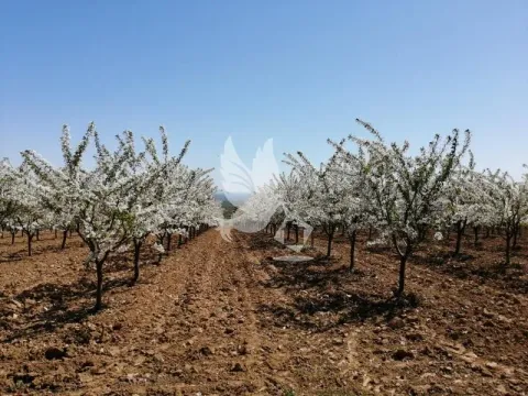 Prodaja, plac, 13700m², Koraćica, Mladenovac - image 7
