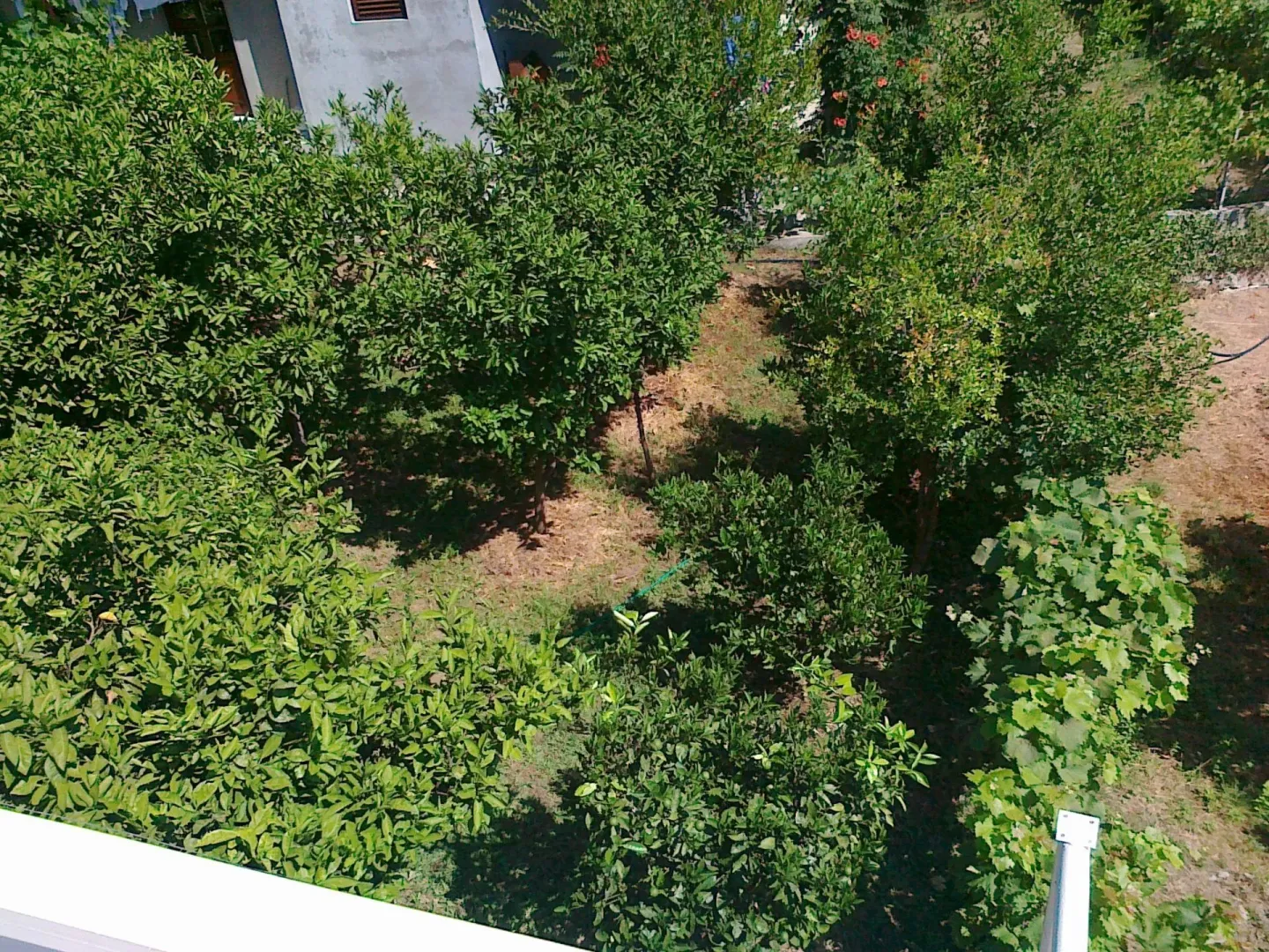 Pogled sa visine na dvorište ispunjeno zelenilom i drvećem.