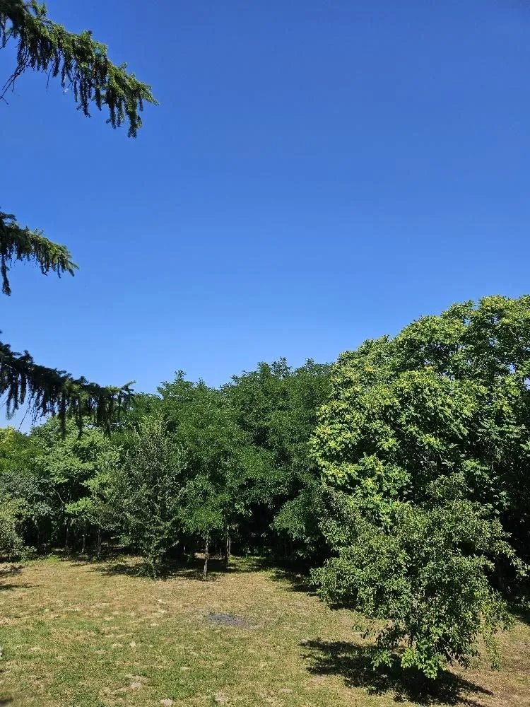 Prodaja, plac, 5000m², Stari Slankamen, Inđija