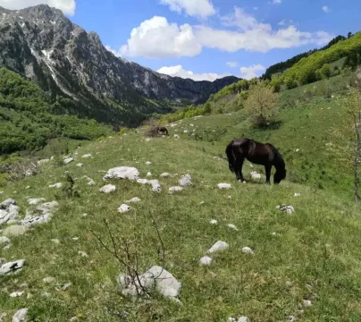 Prirodni pejzaž sa konjima na ispaši i planinskim masivom u pozadini. - image 2