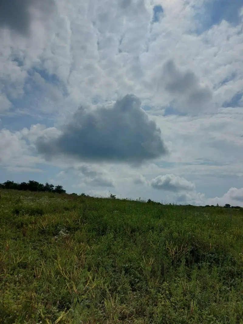 Prodaja, plac, 10000m², Višnjica, Palilula Sve Podlokacije