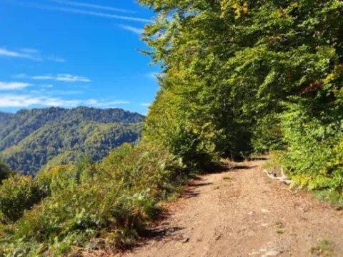 Sale, land lot, 89208m², Padež, Kolašin - image 5