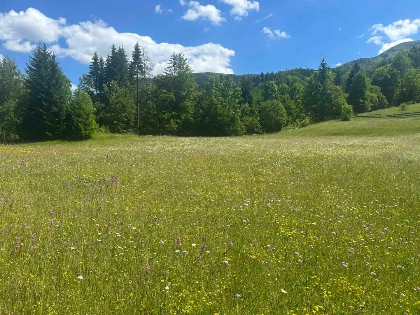 Prodaja, plac, 62000m², Bare Kraljske, Kolašin