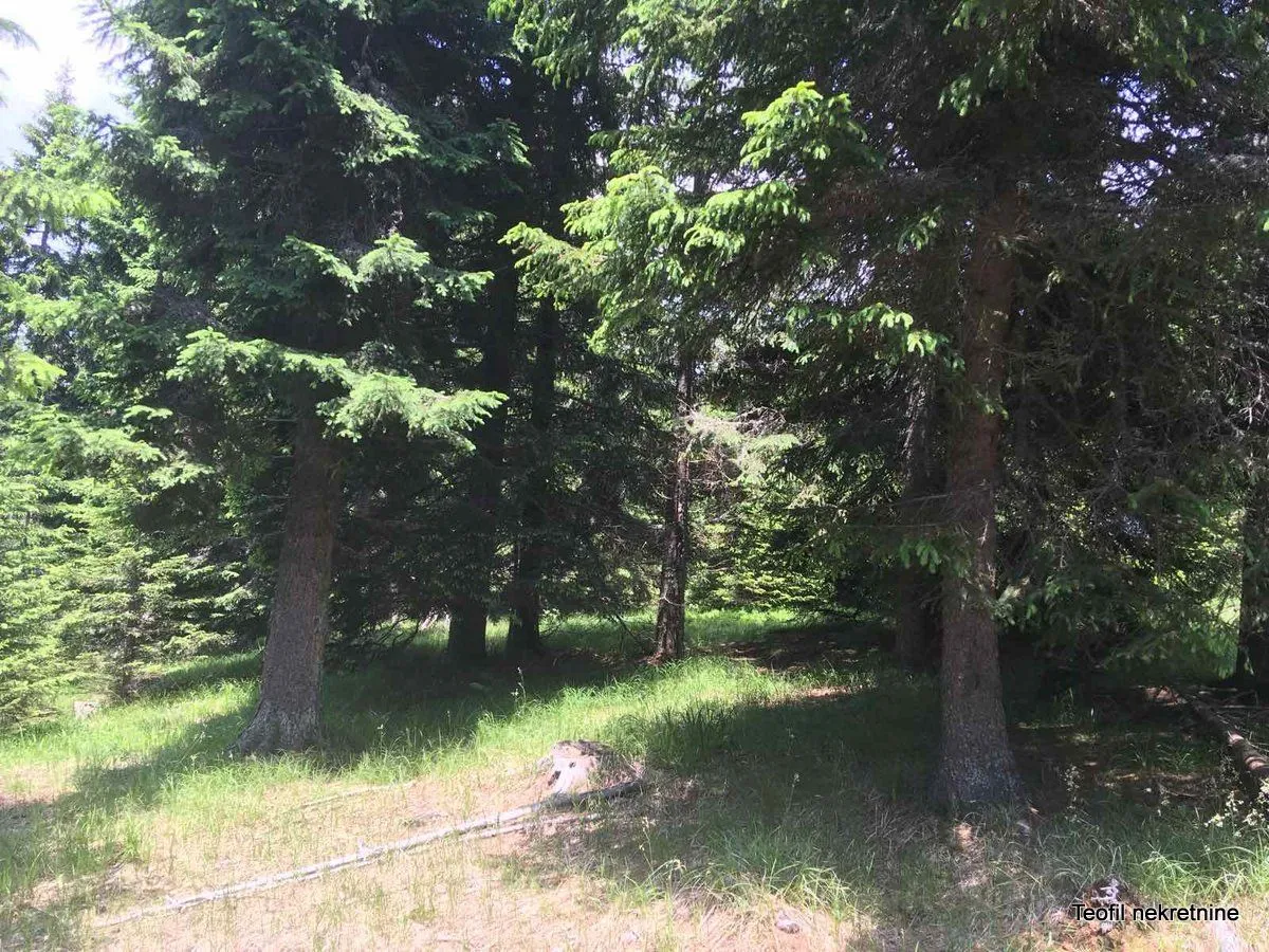 Sale, land lot, 3600m², Golija, Ivanjica