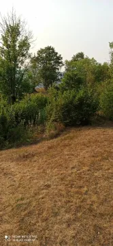 Pogled na travnati plac sa gustim drvećem u pozadini. - image 7