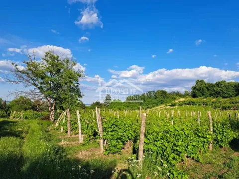 Pogled na zeleni voćnjak sa drvenim stubovima i bujnom vegetacijom. - image 7