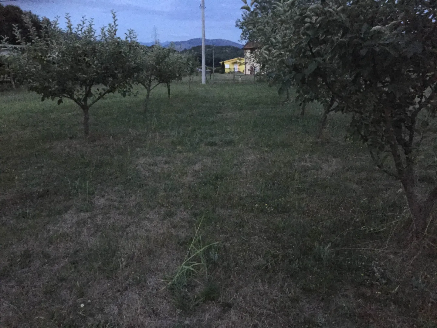 Prostrani plac sa voćnjakom u sumrak.