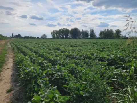 Prodaja, plac, 50827m², Novi Sad, Srbija - image 7