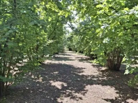 Prodaja, plac, 6140m², Baničina, Smederevska Palanka - image 6