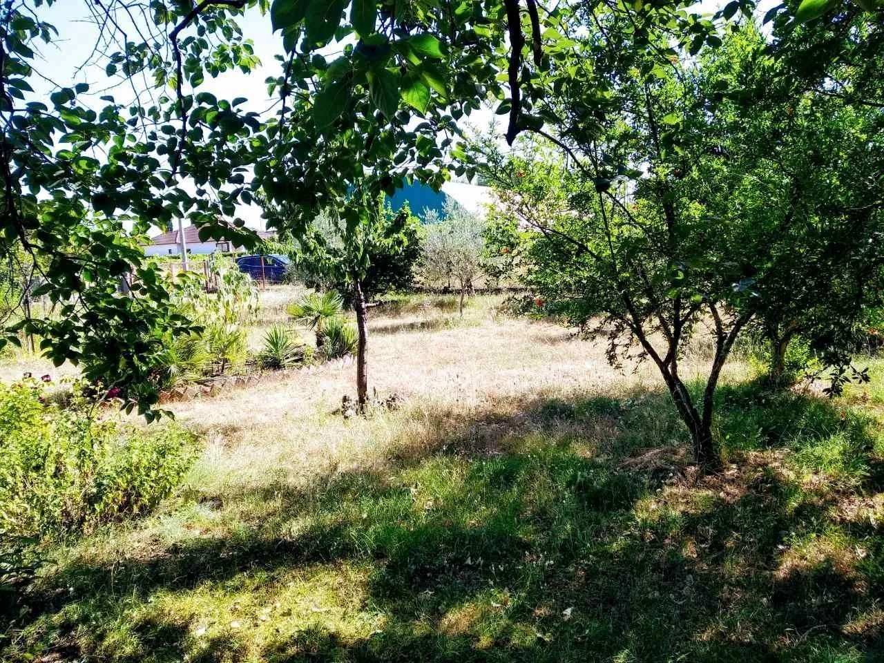 Zeleno dvorište puno drveća i rastinja.