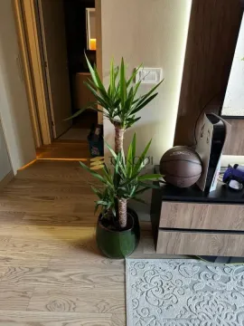Pogled na deo dnevnog boravka sa sobnom biljkom i TV komodom. - image 4