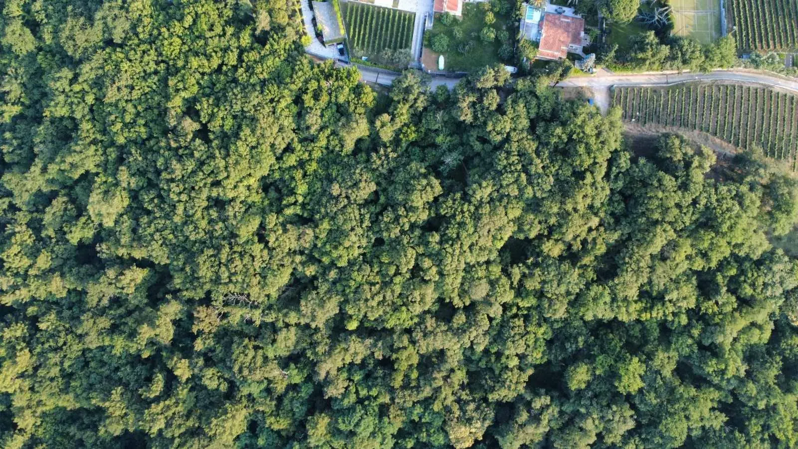 Prodaja, plac, 3728m², Herceg Novi, Crna Gora