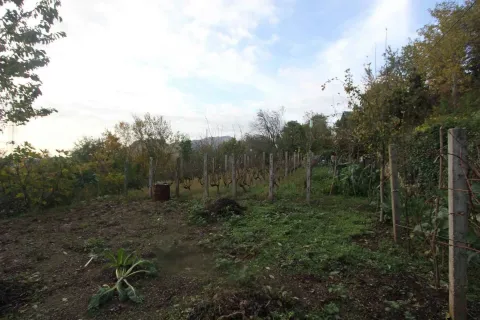 Poljoprivredno zemljište sa vinogradom okruženo drvećem. - image 4