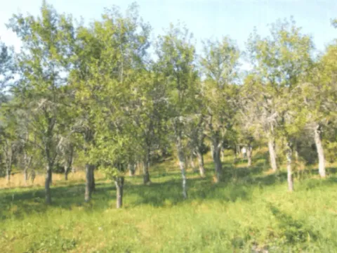 Sale, land lot, 10000m², Drpe, Kolašin - image 7