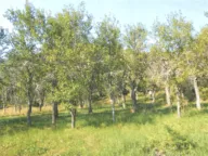 Prodaja, plac, 10000m², Drpe, Kolašin - image 7