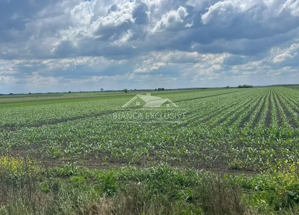 Prodaja, plac, 24200m², Pecinci, Srbija