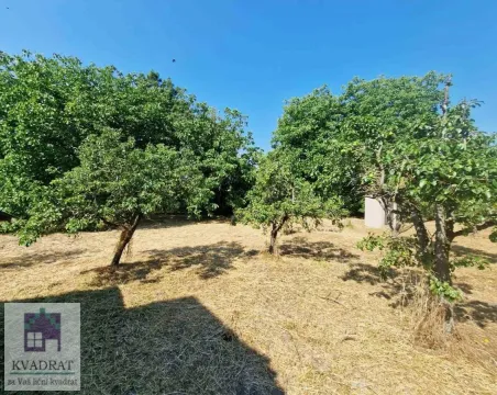 Zeleno dvorište sa stablima i travnatom površinom. - image 24