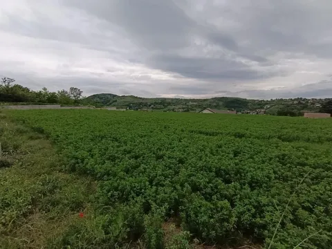 Prodaja, plac, 1100m², Beočin, Srbija - image 19