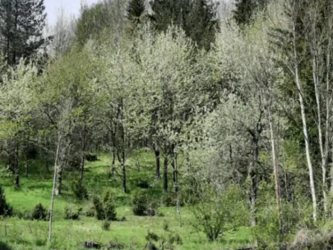 Prodaja, plac, 1416m², Selišta, Kolašin - image 4