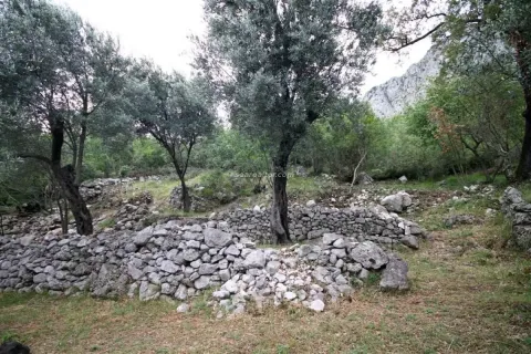 Zaraslo dvorište sa kamenim suhozidima i stablima maslina. - image 3