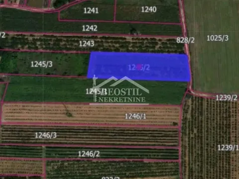 Zemljište in Carina