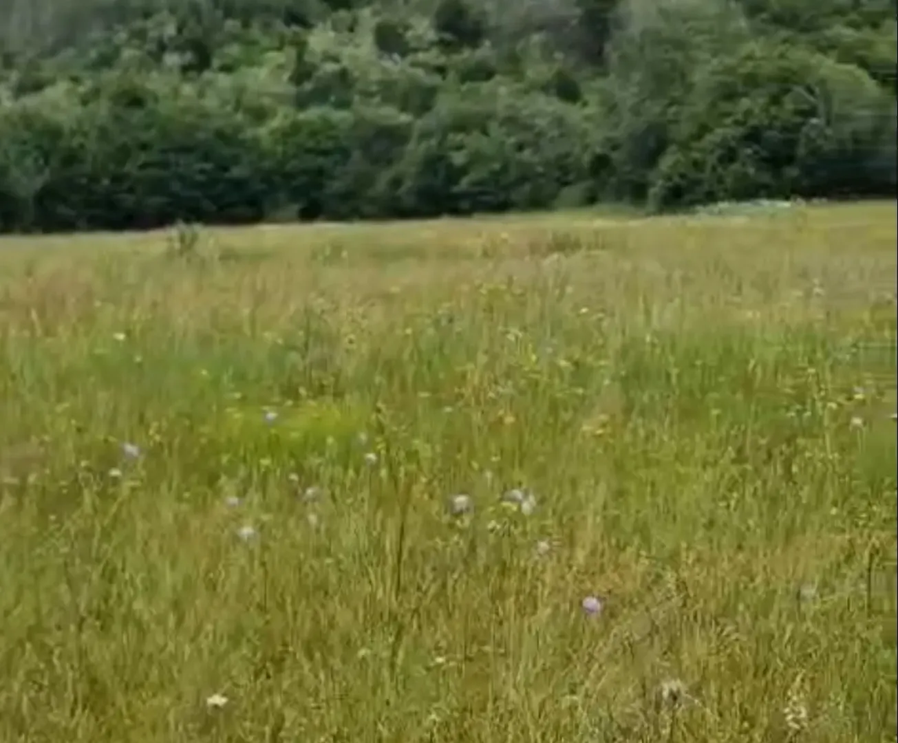 Prodaja, plac, 4300m², Veruša, Podgorica